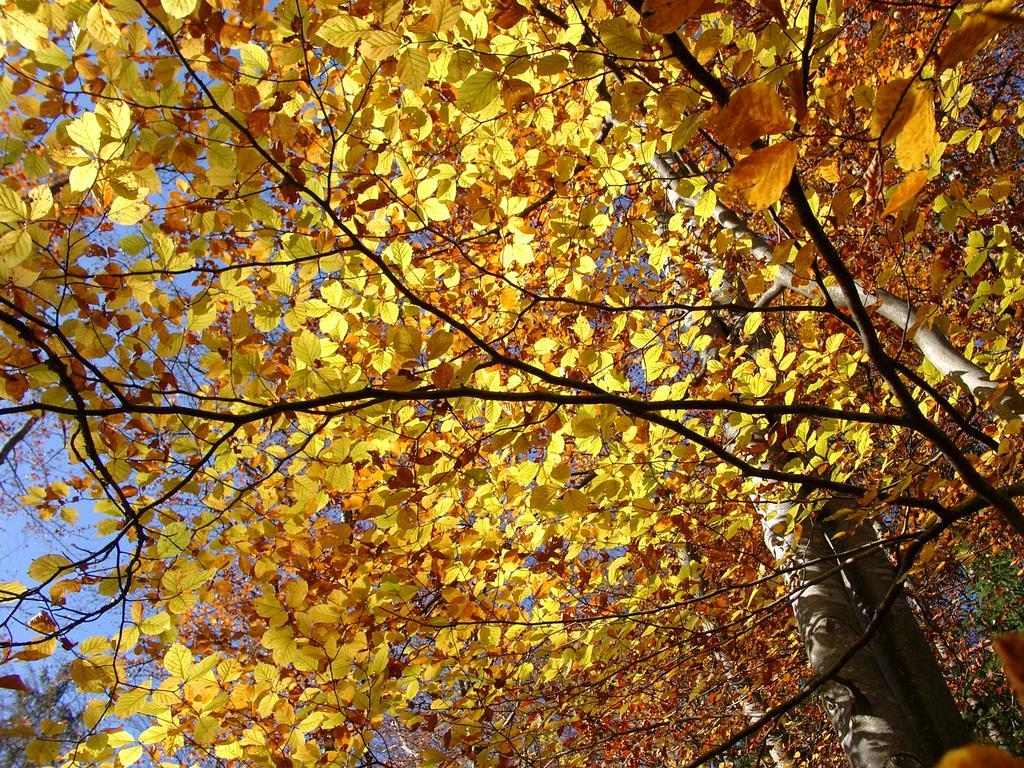 Sonnenhaus Sander Schruns ภายนอก รูปภาพ